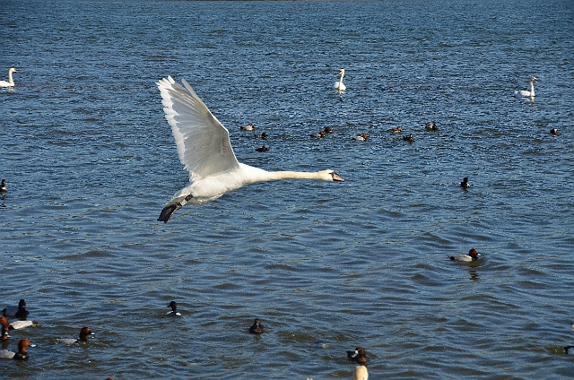 13 04 14_2953_edited-1.jpg - ABBOTSBURY SWANERY, DORSET - 13.4.14